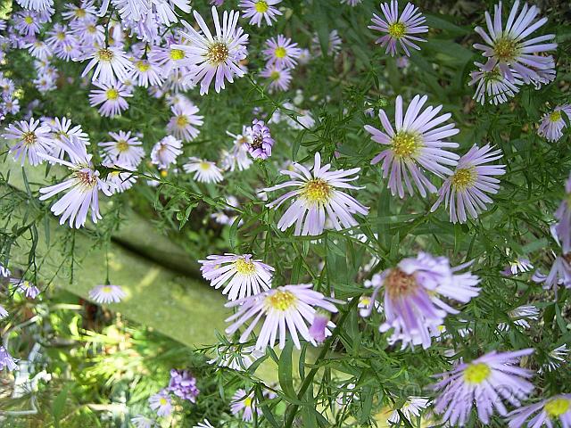 Aster fricardii Wunder von Staefa.JPG - Aster fricardii Wunder von Staefa